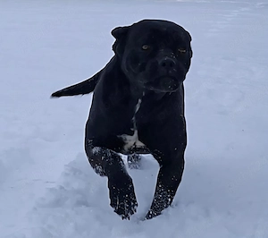 caine cane corso
