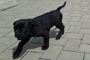 caine cane corso - imagine 2