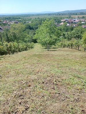 Vând teren Cicarlau, Maramures - imagine 4