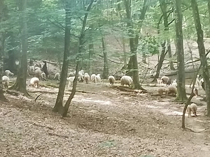 caut om la animale,cioban 
