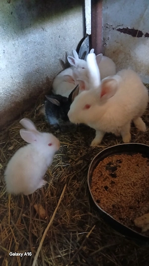 De vânzare iepuri 