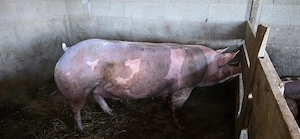Purcica petrain are 300kg  gestanta are 7 săptămâni preț 1500 de euro    - imagine 3