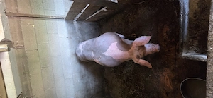 Purcica petrain are 300kg  gestanta are 7 săptămâni preț 1500 de euro    - imagine 2