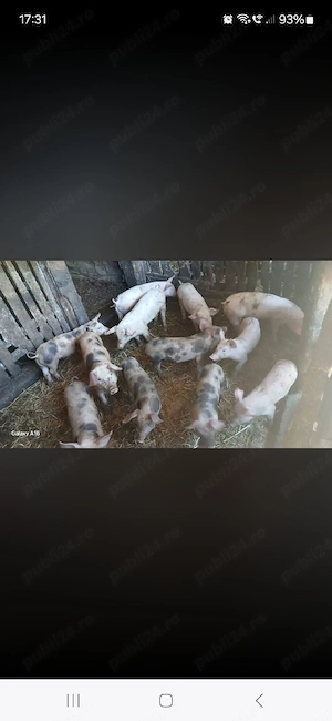 Purceii de vânzare 