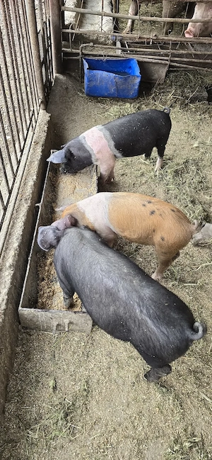 Vand purcei duroc si bazna  - imagine 3