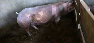 Purcica petrain are 300kg  gestanta are 7 săptămâni preț 1500 de euro    - imagine 5