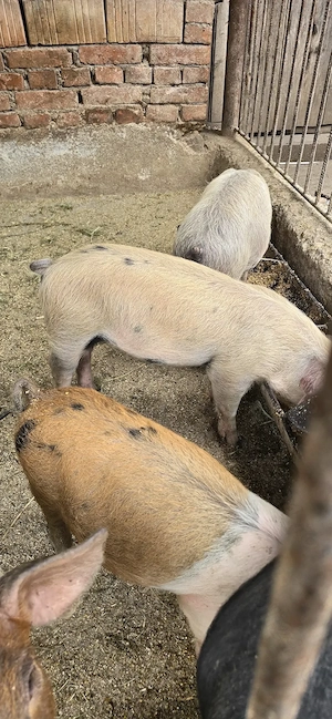Vand purcei duroc si bazna  - imagine 4