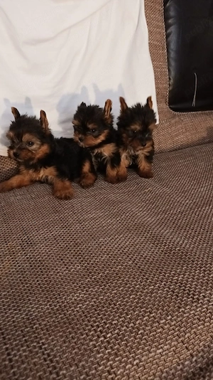 Vand yorkshire terrier - imagine 2