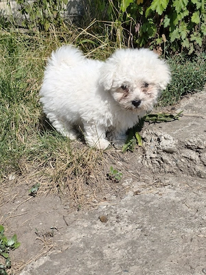vând cățel bichon 9 săptămâni 