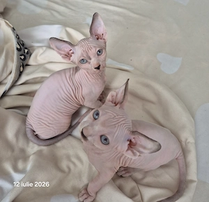 Puii mei superbi de sphinx