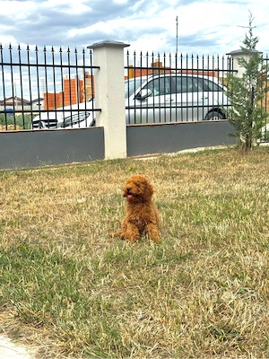 Pudel Red (Roșcat)   Băiețel rasă pură disponibil 