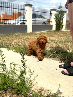 Pui Pudel Red (Roșcat)   Rasă pură 
