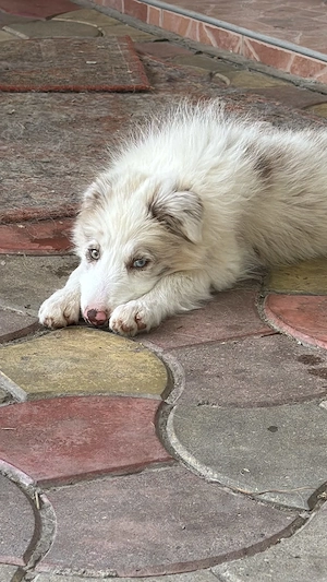 Vand Border Collie - imagine 2
