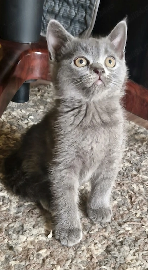  Pisicute ,British shorthair  - imagine 4