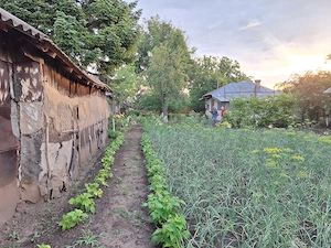 2 case de vinzare in Albele (Petru Rareș) - imagine 3
