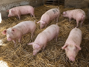Porci grași și purcei de vanzare