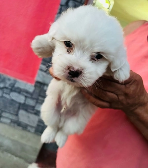 Cățeluși bichon maltez cauta casa noua. Mai multe detalii la    - imagine 2