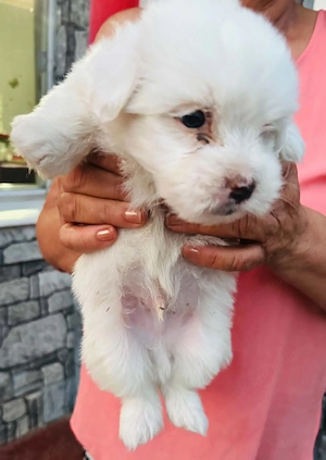 Cățeluși bichon maltez cauta casa noua. Mai multe detalii la    - imagine 3