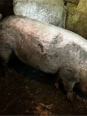 porc de vanzare      - imagine 2