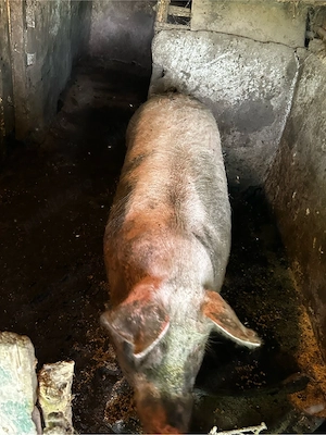 porc de vanzare      - imagine 3