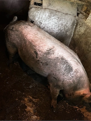 porc de vanzare      - imagine 4