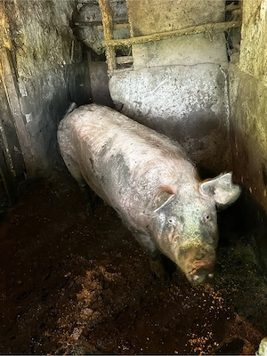 porc de vanzare      - imagine 5