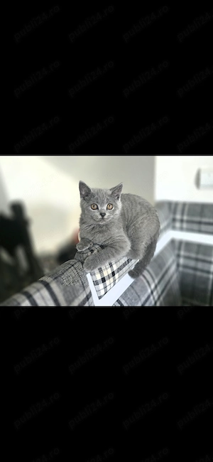 Pisica British Shorthair