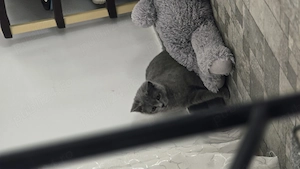 Pisica British Shorthair - imagine 3