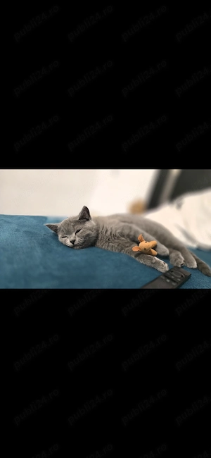 Pisica British Shorthair - imagine 2
