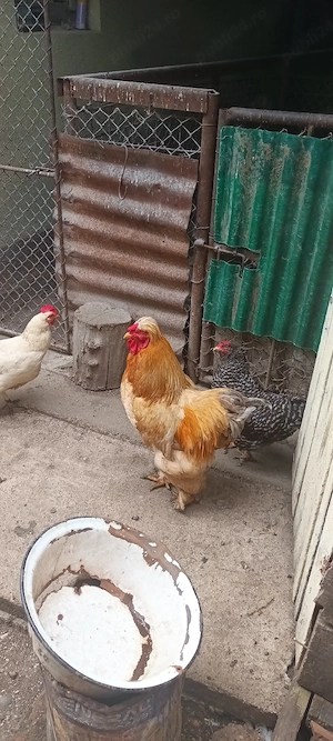 Vând cocoş Cochinchina