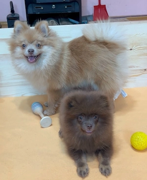 pomeranian deosebit cu pedigree - imagine 3