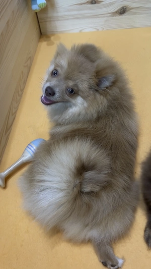 pomeranian deosebit cu pedigree - imagine 5