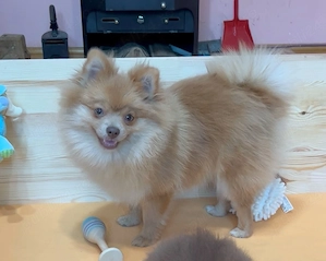 pomeranian deosebit cu pedigree