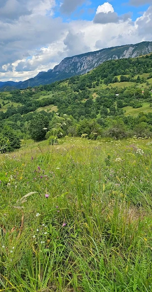 Teren 7.300 mp cu izvor și panoramă Sălciua, Apuseni - imagine 4