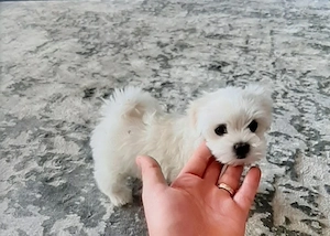 Vand bichon miny toy 6 saptamani