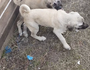 Vand o catelusa de kangal - imagine 4
