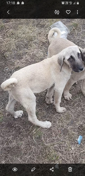 Vand o catelusa de kangal