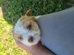 De vanzare 5 pui de Lagotto Romagnolo - imagine 2