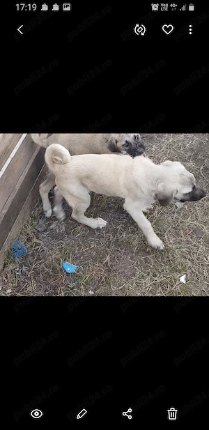 Vand o catelusa de kangal - imagine 3