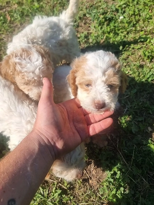 De vanzare 5 pui de Lagotto Romagnolo - imagine 3