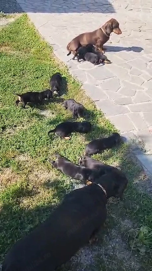 vand catei rasa Teckel. 