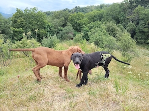 amstaff căței  - imagine 3