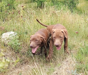 amstaff căței  - imagine 2