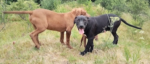 mascul Amstaff 