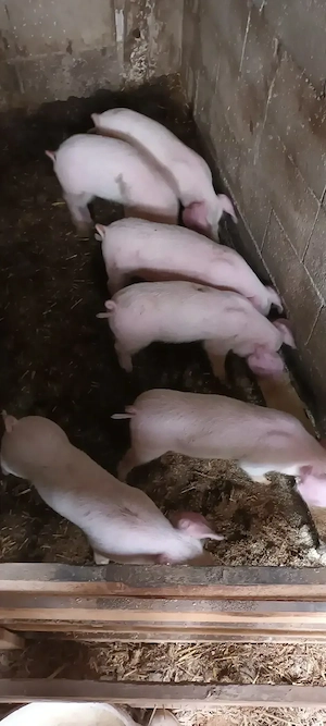 Vând purcei landrace