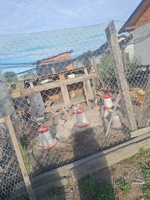 pui de gaina de oua gaini de casa  - imagine 2