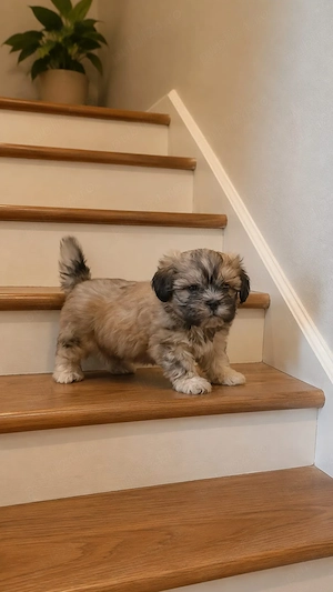 băiat shih tzu ajut cu transport in țară  - imagine 4
