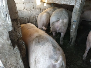 Vand porc.200-250kg