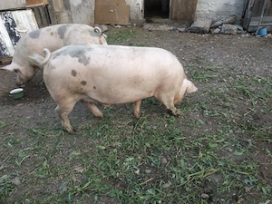 Vand porc.200-250kg - imagine 3