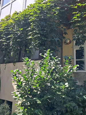 Apartament la casă 2 camere strada Movilei Sibiu - imagine 2